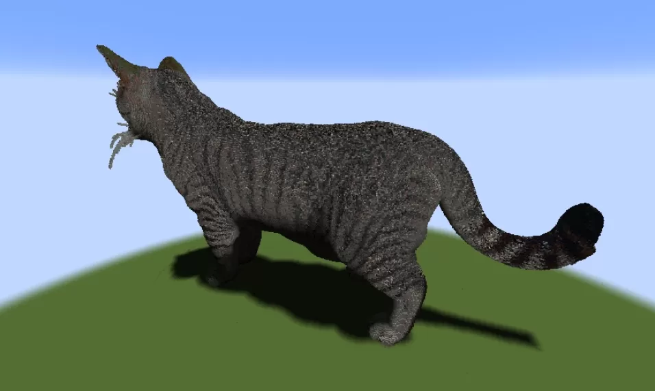 Real Cat
